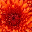 ARACELI MORENO - @Xiaram - Twitter