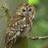 GreenbeltOwl's profile image