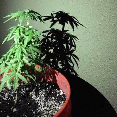 I love weed and I love sharing the love! Pictures daily, shoutouts are made, follow for follow, AND stay high my friends✌️