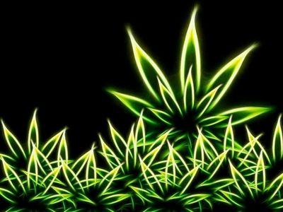 My life is the high life