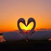 AmoreSemplice (@amoresempliceee) 's Twitter Profile Photo