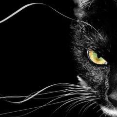 blackpumabruh's profile picture. 