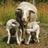 SaltSpringVisit's profile image
