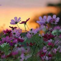 mohammad2015 (@albaraa_2011) 's Twitter Profile
