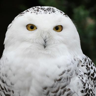 Delivering letters via owl post...like a boss
