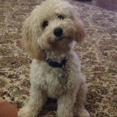 DogWalkTales's profile picture. 