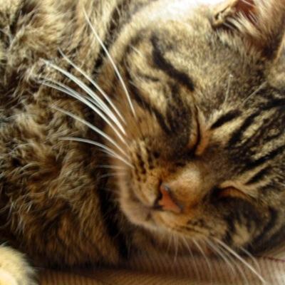 僕のプロフを見てくれて感謝です。 ここでは、iPhoneで撮影した景色を掲載したり、最近、一眼レフ再デビューしたので、良い写真が撮れたら随時掲載予定。左上のアイコンは昔飼っていた猫♂です。#相互フォロー お願いします。 #ポケモンGo 青チーム