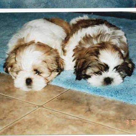 TNEdesigns2023's profile picture. Fashion Design Student; Focus: Childrens' wear Sizes/Ages 5-8 years