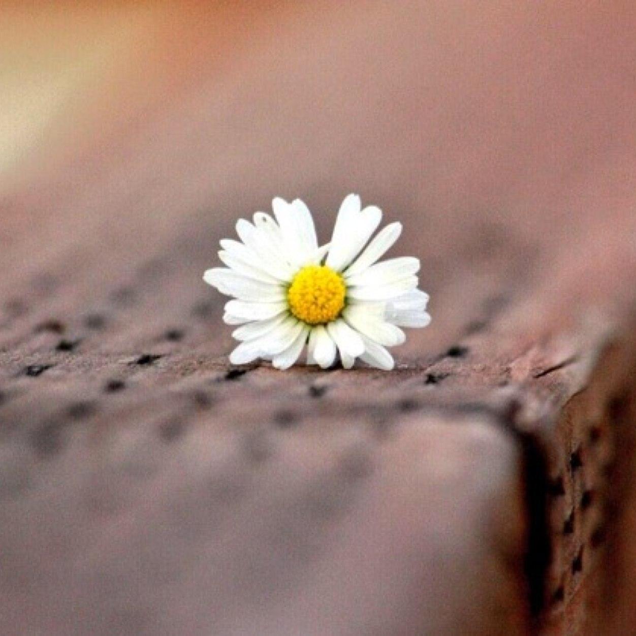 Momemdy's profile picture. PIN:521B0F00