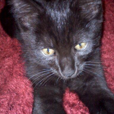 jacquestrap's profile picture. 