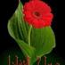 هبه العسل (@mnb998800km) Twitter profile photo