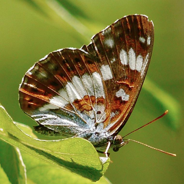 The Lincolnshire Branch of Butterfly Conservation, saving butterflies, moths and our environment.See our website for events and more information