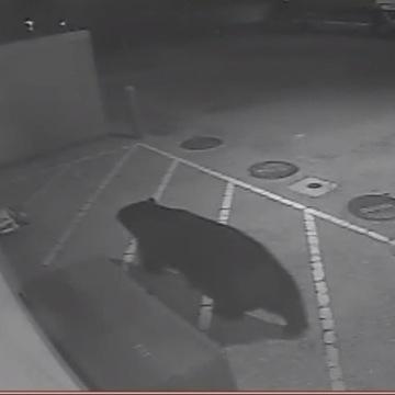 THE_LOPEZ_BEAR's profile picture. PROUD STUDENT OF FLCHS