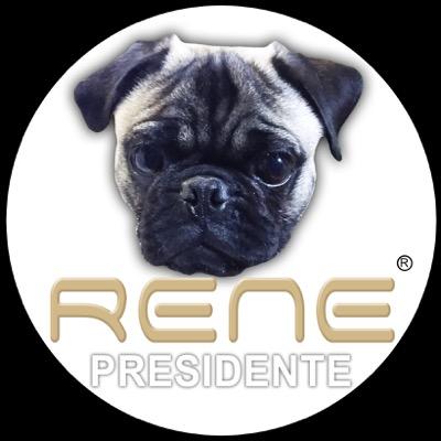 Joven Pug / Vengo de la perrada / No muerdo. #GuauGuau