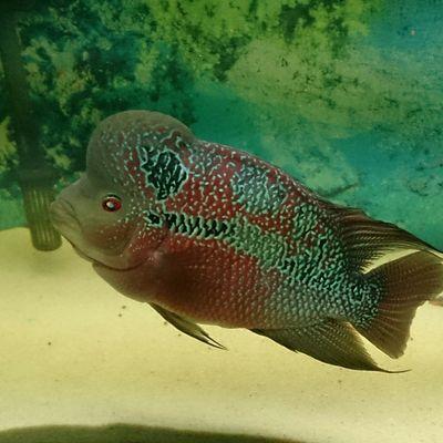 cicliplanet's profile picture. blog creado para dar a conocer las imnumerables especies de ciclidos q te tenemos en nuestros rios y lagos a nivel mundial