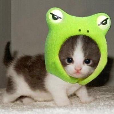 毎日殺伐として社会で中で生きていると疲れませんか？そんな時はかわいいくてキュンとする動物でも見て癒されください。ごゆっくり、していってください