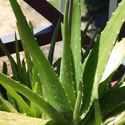 Sinkle Bible is Jamaican for Aloe Vera~Independent Distributor of Forever Living Products~Forever Living Products is a member of the Direct Selling Association