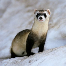 VonFerret's profile picture. 