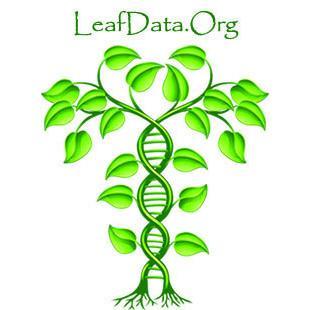 The LEAFDATA resource collects information from primary research articles focusing on Arabidopsis leaf growth and development.