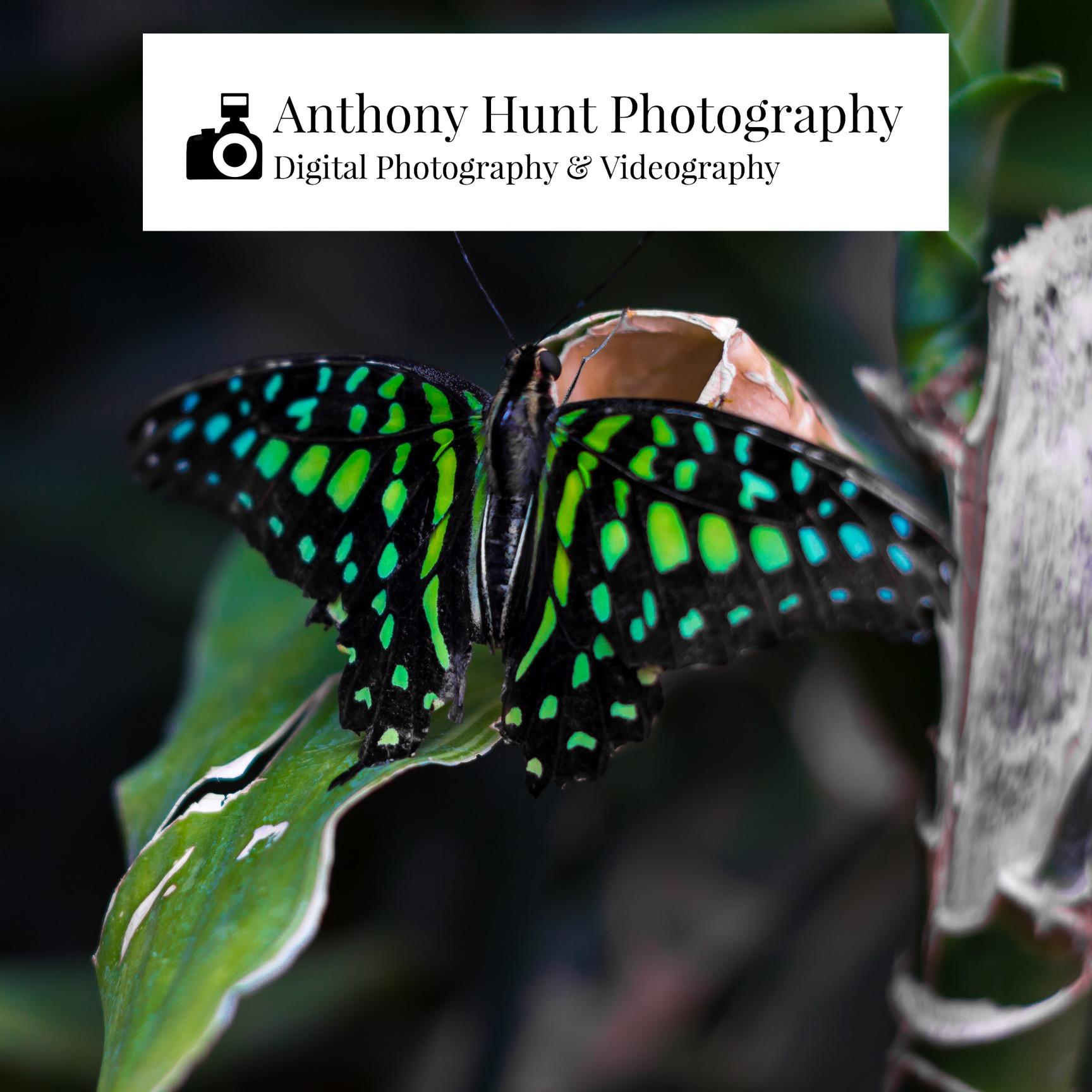 Photographer/Videographer