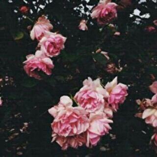 050q1wN0VaWO2nA's profile picture. فاني' لي قلبا قد فتن بي الاهلي .