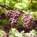 GRAPE COMPANY (@grapecompany) Twitter profile photo GRAPE COMPANY (@grapecompany) Twitter profile photo