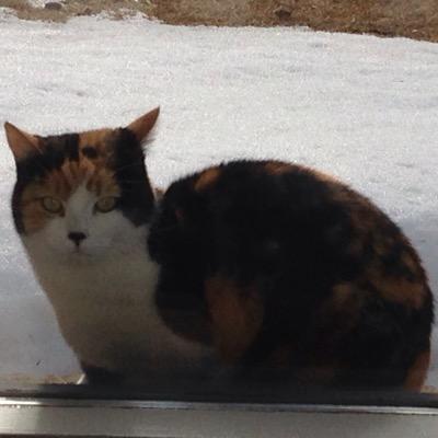 Bookworm447's profile picture. 