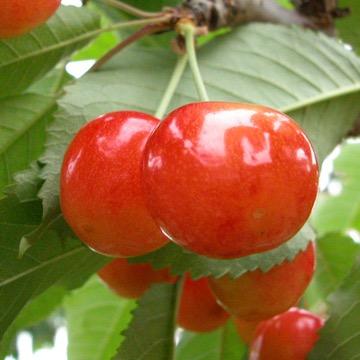 よこやま果樹園 Yokoyama Fruit Twitter