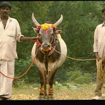 I eat cows_____SPAM ACCOUNT FU$K YAALL I EAT GOLDEN COWS WE ARE GOING BIG IM ICY AS HELL NIGGAS IM GANDHI THE FUCKBOY I KISS COW ASS IM CHILL LIKE BOMBS VATOS