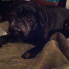 Profile Picture of Katie Dyson (@deendyson61) on Twitter