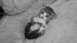 1 week old need owner