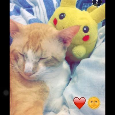 Bem, eu tenho 2 anos (acho) sou laranja e branco, tô na friendzone com uma gata ae e eu sou um gato u.u (literalmente) 
bjo
