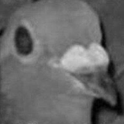 OX