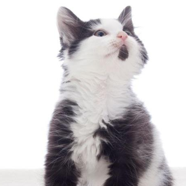 atailtobetold's profile picture. A Tail To Be Told is a foster based animal rescue located in Fredericksburg, VA. We are dedicated to finding permanent homes for hundreds of animals. 501(c)3