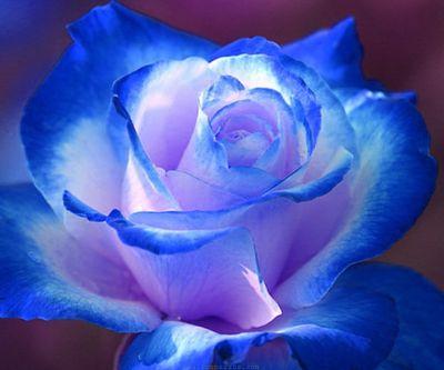 darkwaters131's profile picture. 