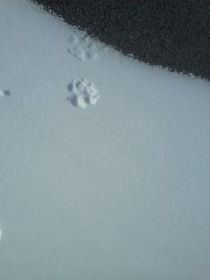 cagcountrygirl's profile picture. 