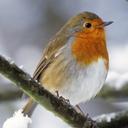 Michael Figgins - @mbf_tweet - Twitter