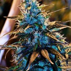 go to class high, study high, get high grades!