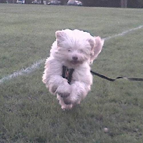 http://t.co/OiF8bN0IyF We provide daily outings of squirrel chasing, stick throwing, and playing #hernehill #brixton #dulwich #camberwell