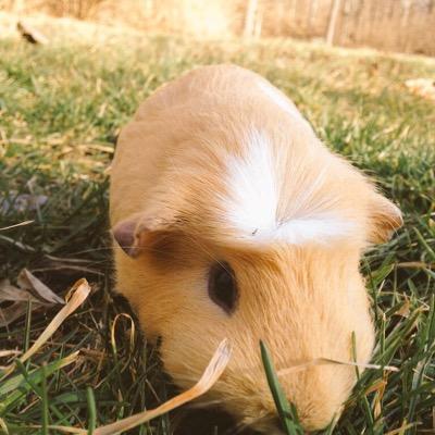 Guineapigs are life