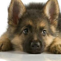 southernshephrd's profile picture. Dogthing