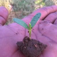 Agriculture/వ్యవసాయం (@vyavasayam) 's Twitter Profile