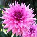 Candace Arillo - @ikandyphotos - Twitter