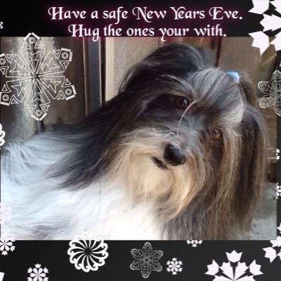 aspotabove's profile picture. Galen Gering fan, love Rafe and miss Jordan Days. Enjoy showing and competing with my Havanese