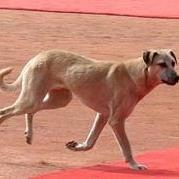 That famous dog who stepped on red carpet spread for Obama
