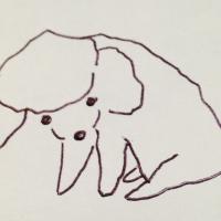 폭신폭신 (@freekona) 's Twitter Profile Photo
