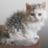 vari_sh's profile image