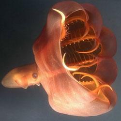 zoypurnilip1988's profile picture. 