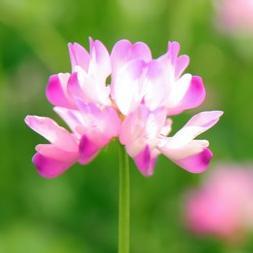 蓮花(Lotus)💎🪯