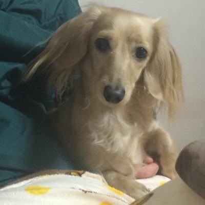 kapibarahiroki's profile picture. 